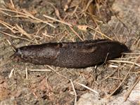 Limax maximusPANTERSNIGEL